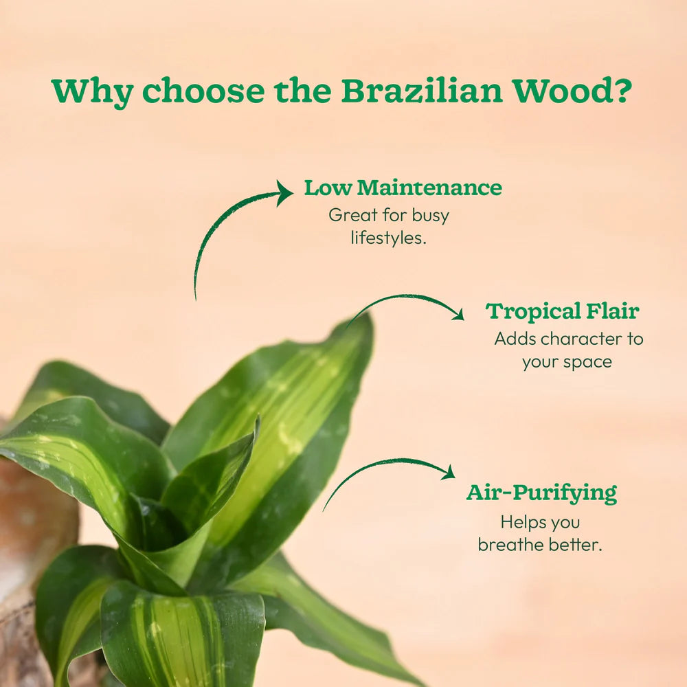 Green Lucky Brazil Wood Plant