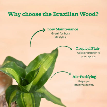 Green Lucky Brazil Wood Plant