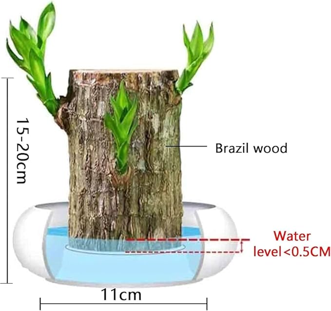 Green Lucky Brazil Wood Plant