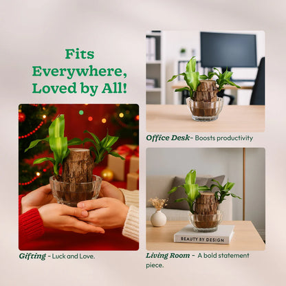 Green Lucky Brazil Wood Plant