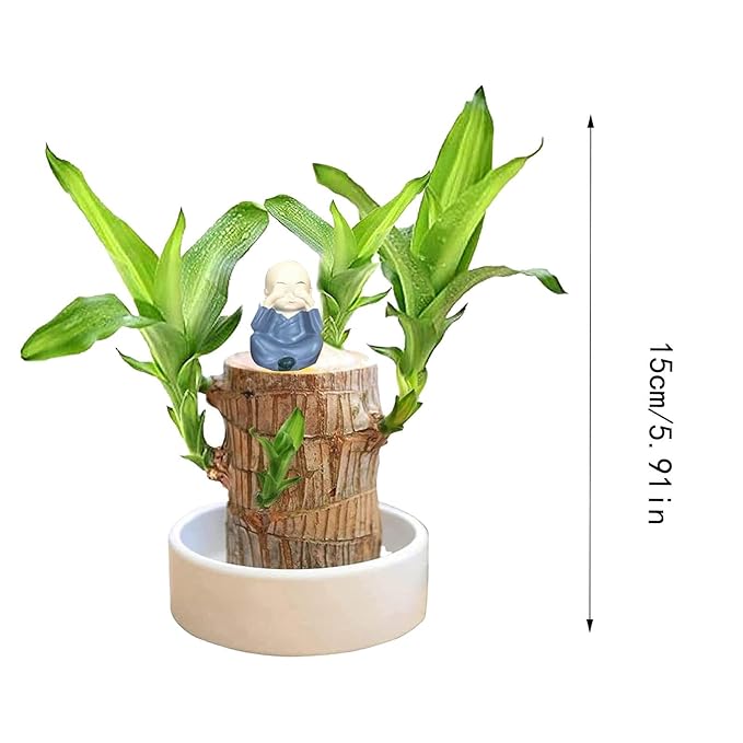 Green Lucky Brazil Wood Plant