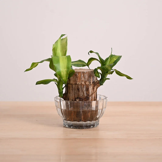 Green Lucky Brazil Wood Plant