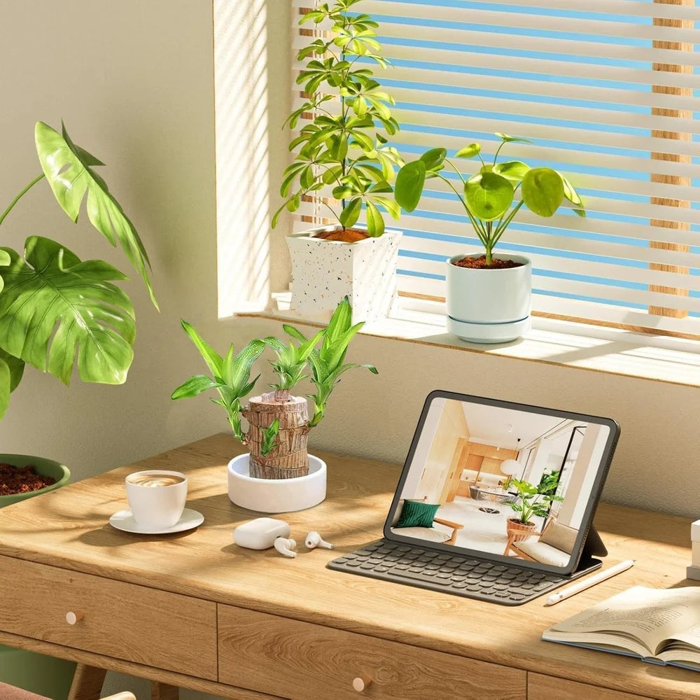 Green Lucky Brazil Wood Plant