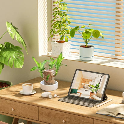 Green Lucky Brazil Wood Plant