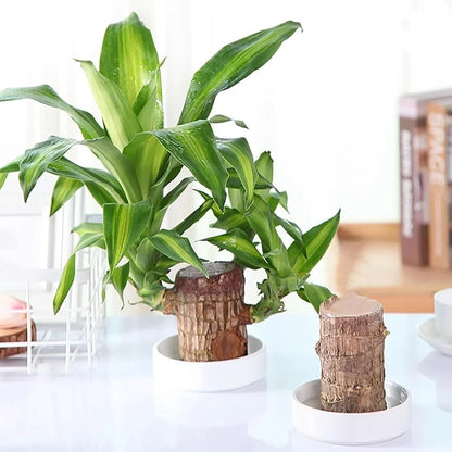 Green Lucky Brazil Wood Plant
